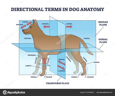 lapdog anatomik media